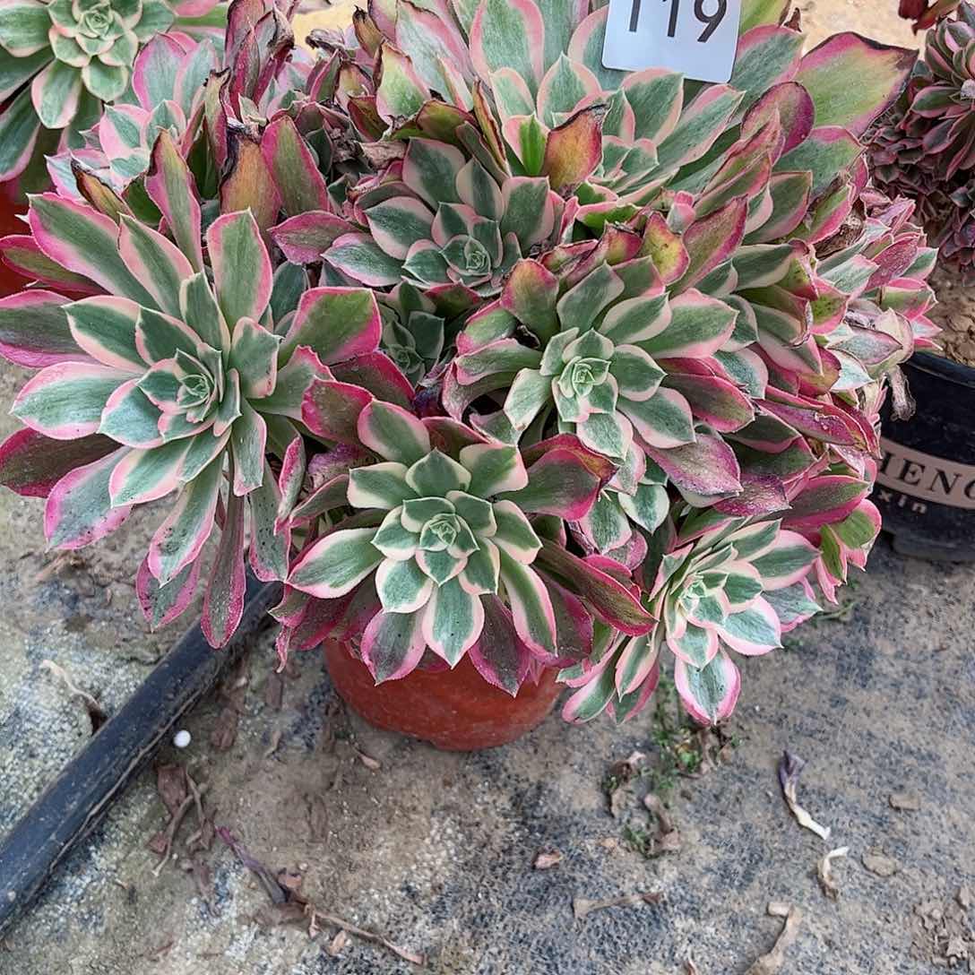 多肉植物女巫119