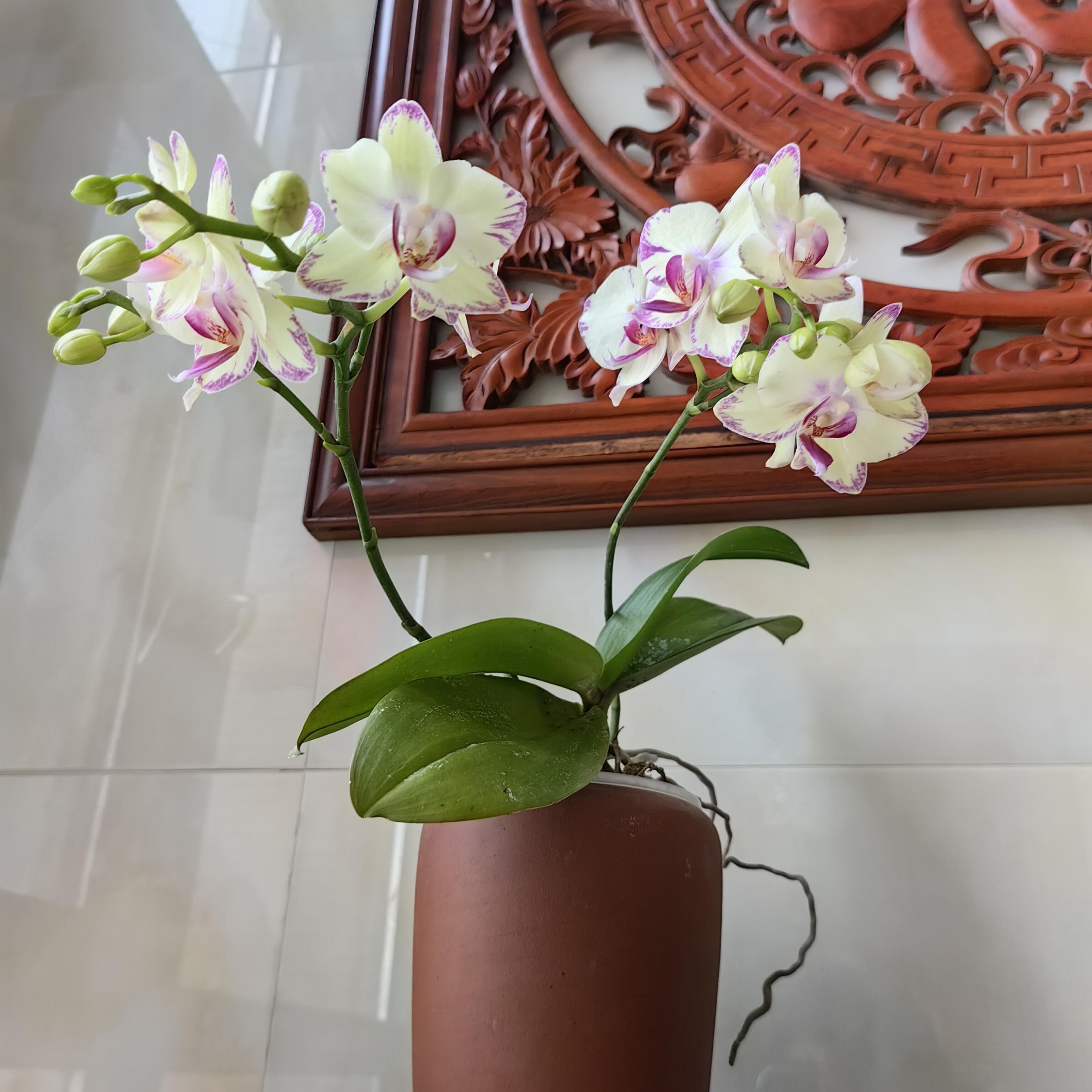 蝴蝶兰——《绿闪电》