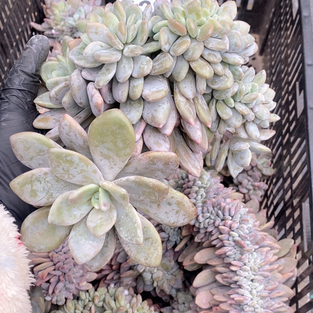 122粉兔缀哇哇哇呀