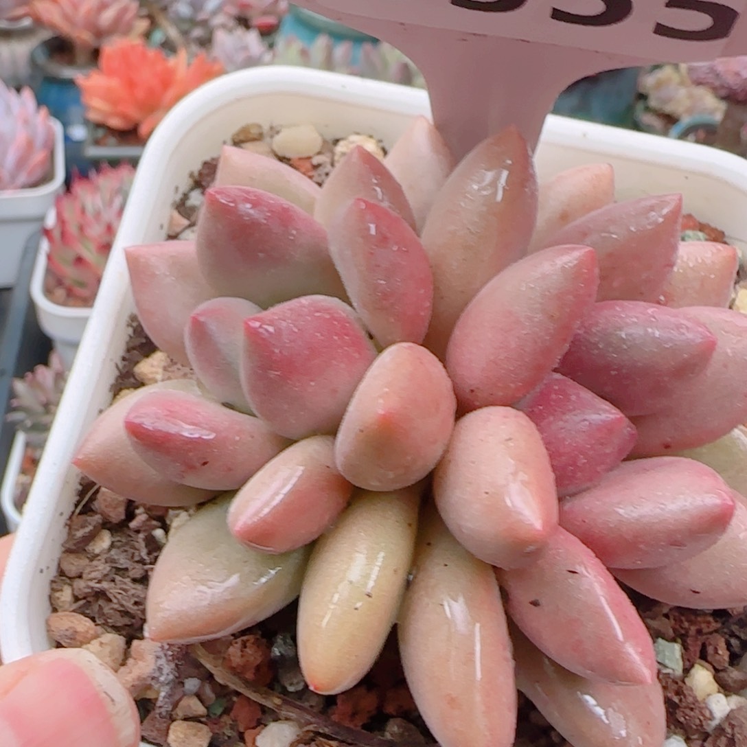 多肉植物5355………………