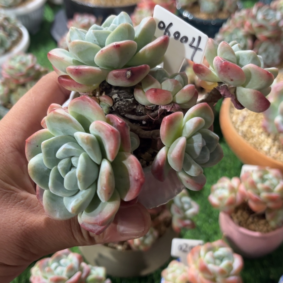 06004冰玉老庄票枝9头