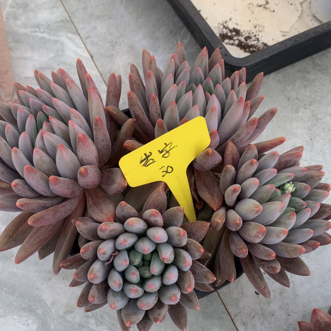 红蜻蜓6262662626263