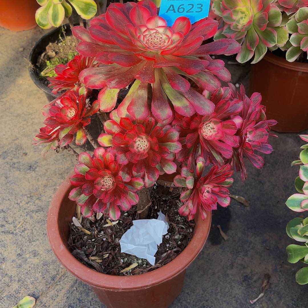 共同白623拖土法师