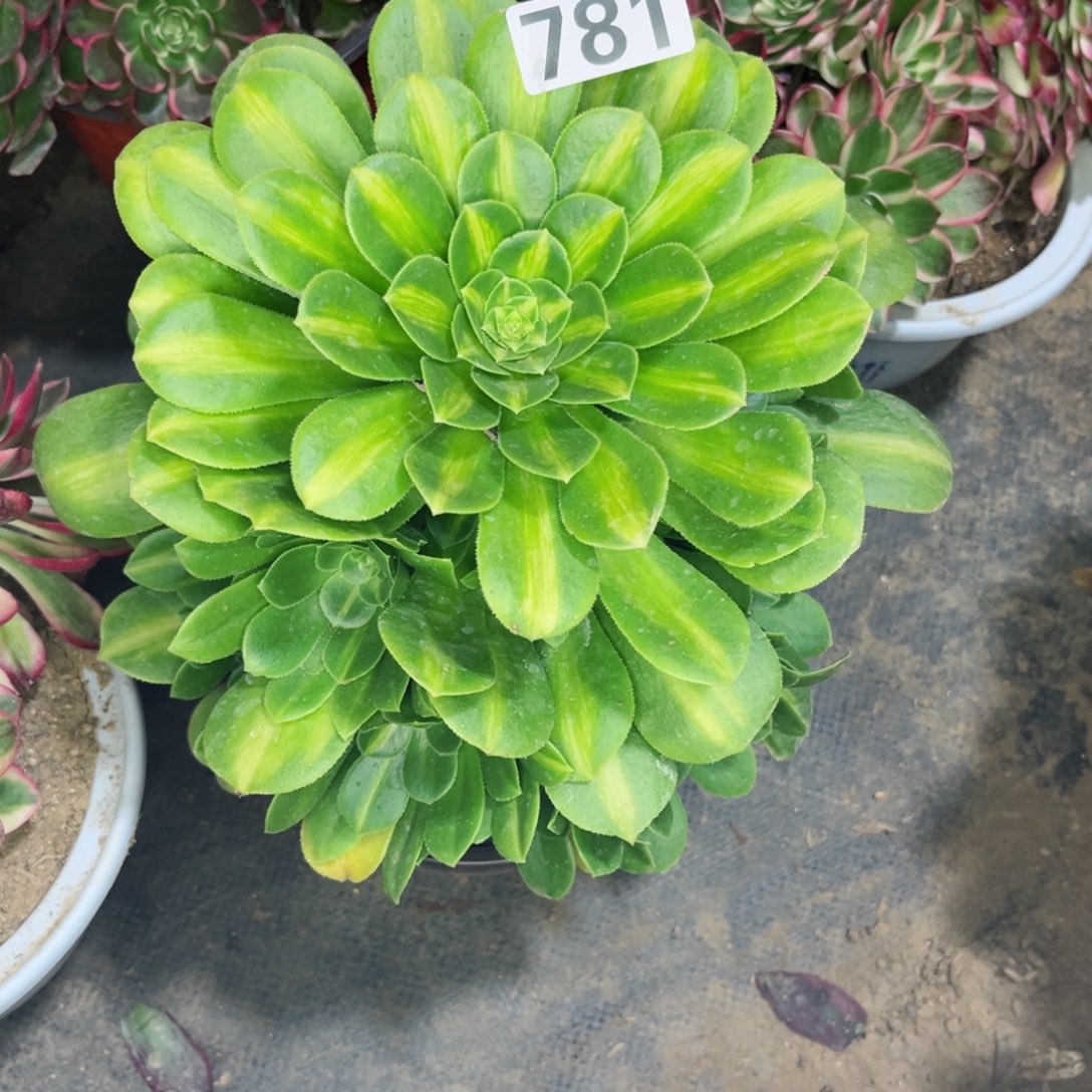 781金丝翡翠多肉法师