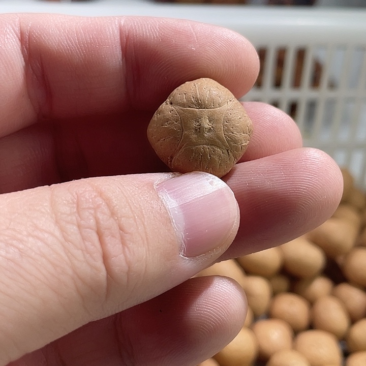 凤眼菩提吊坠尼泊尔小凤眼