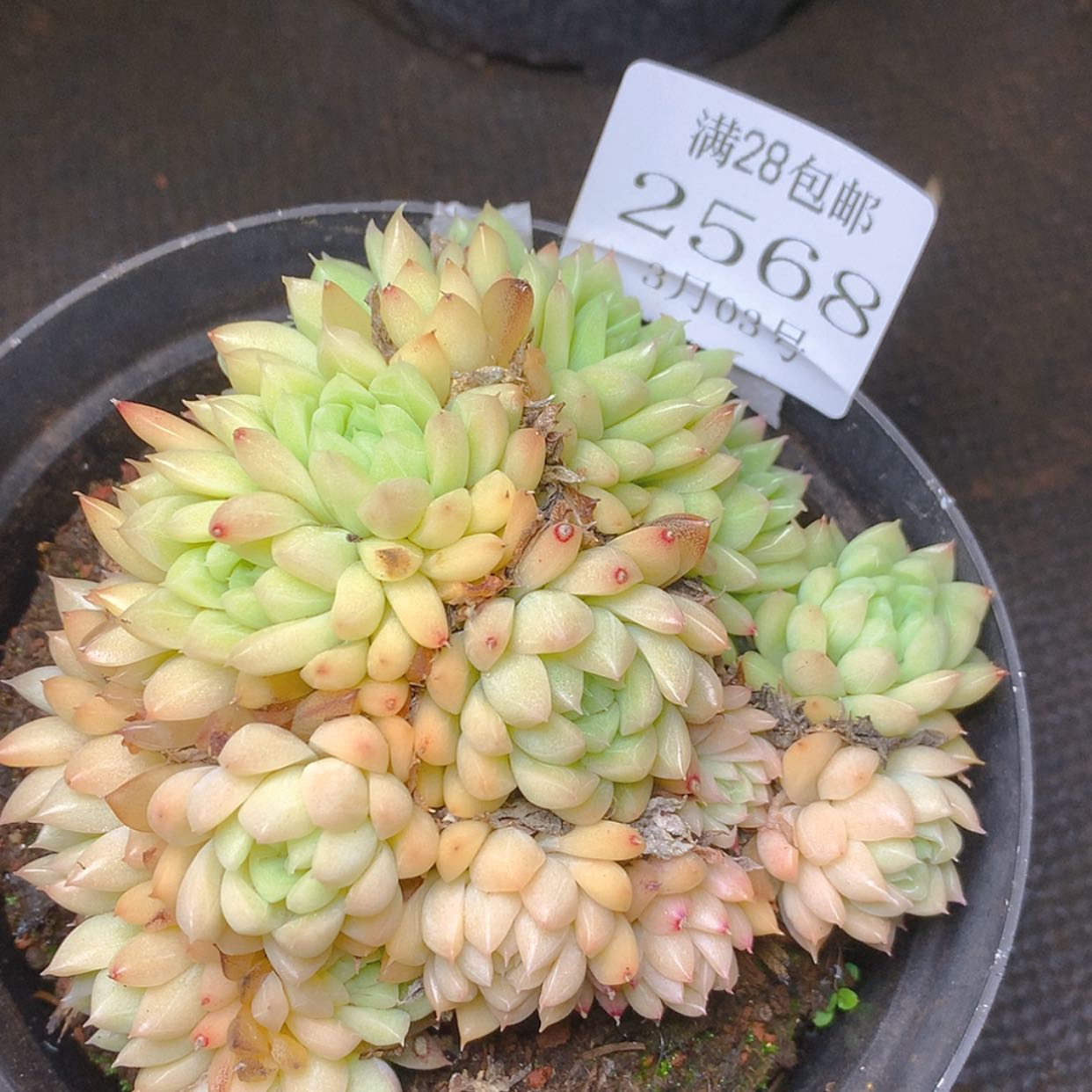 【闪购商品】云2568