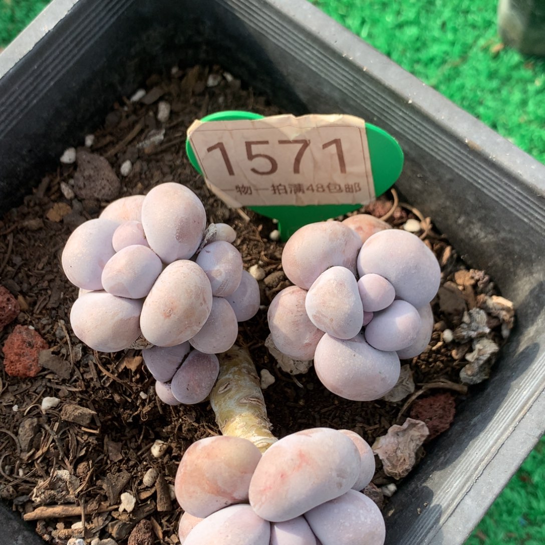 烟美人老桩开播福利1571