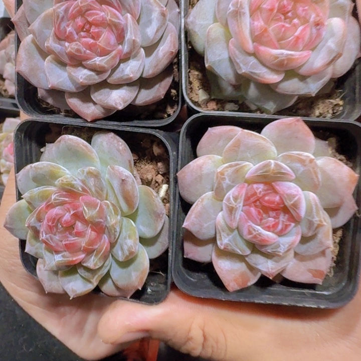 冰钻珍妮两盆两盆