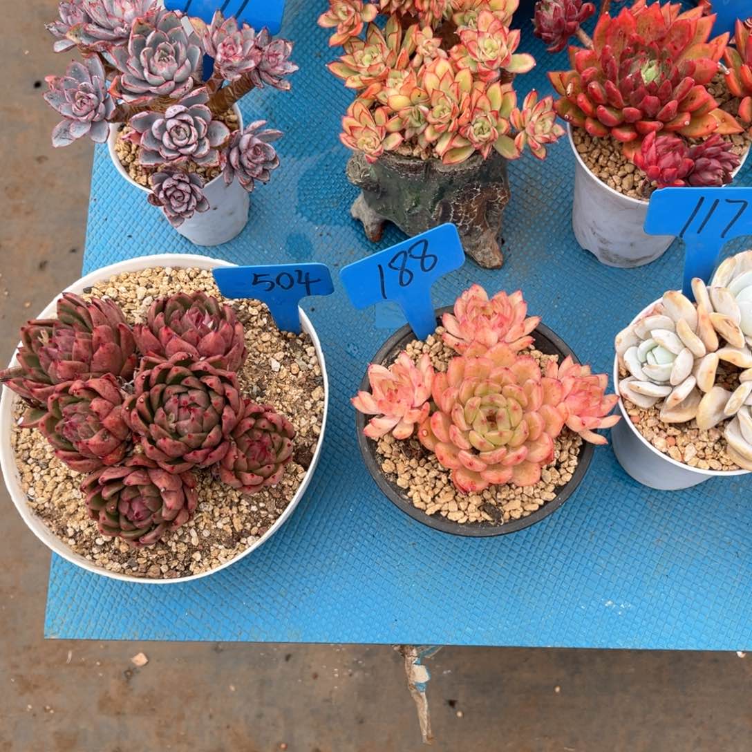 我**鱼188香槟杂多肉植物