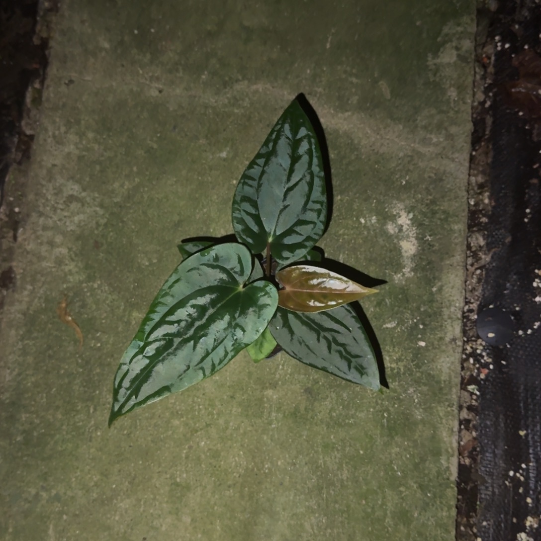 无花朵papi杂奢华