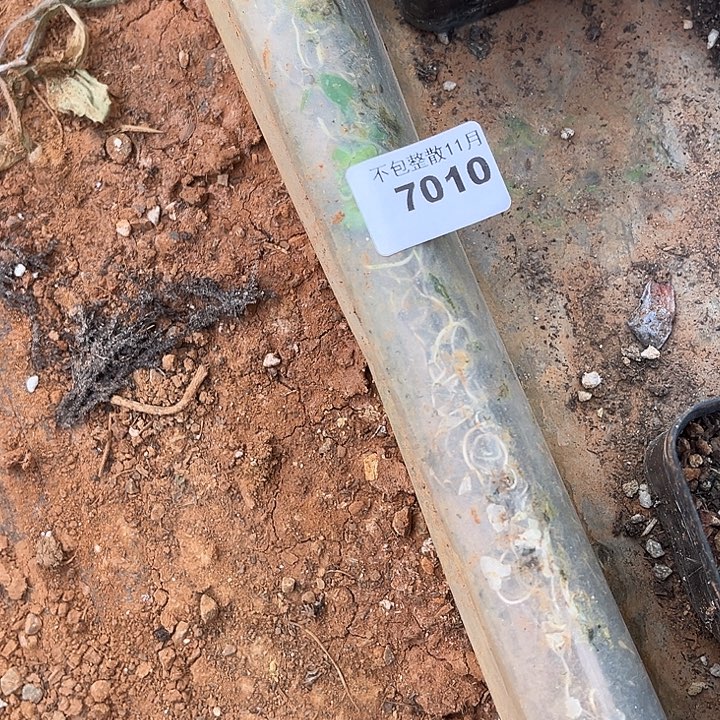 幸****阿雅园艺。      7010洛神，洛奇