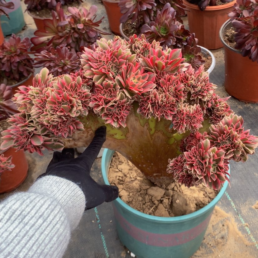 【闪购商品】法师法师 6微瑕