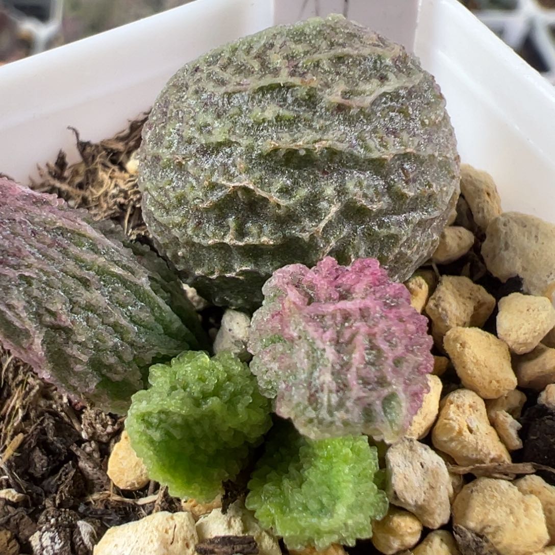 w胖叶型冰晶纹实生新品