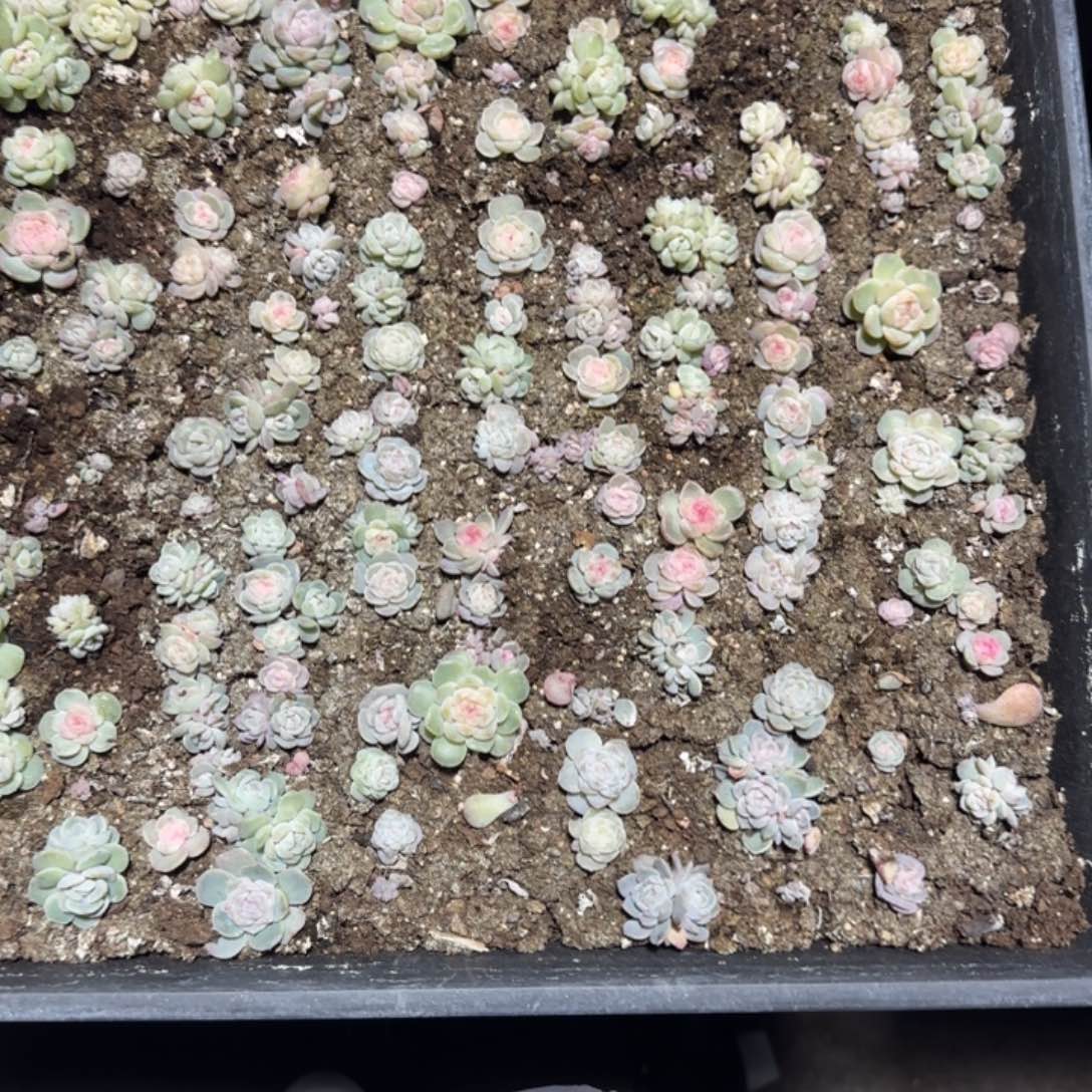 呀***！330 号王者系列多肉一盒