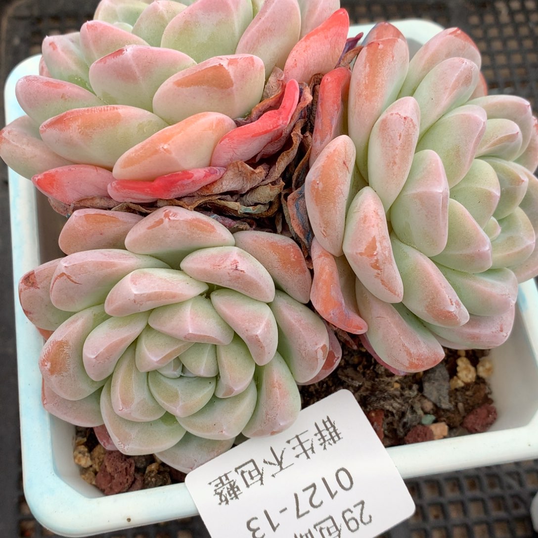 0127-13 冰玉大群