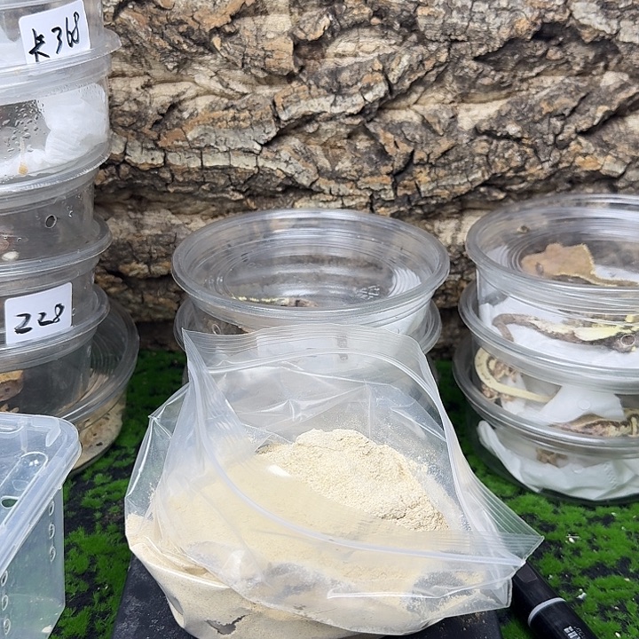 睫角守宫卡布 奶油母 黄超母