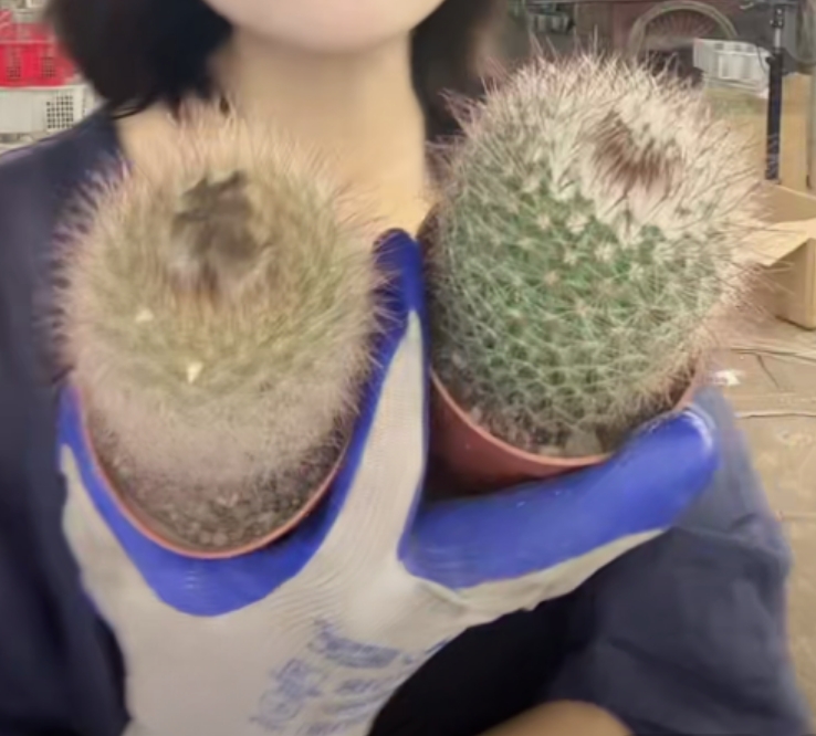 二妹园艺【 2颗 绯绣玉  实生根 】仙人球默认脱土随机发货