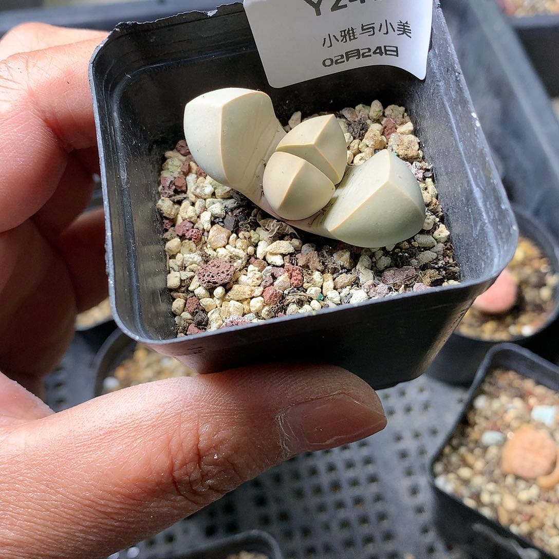 Y240多肉植物保护研究所