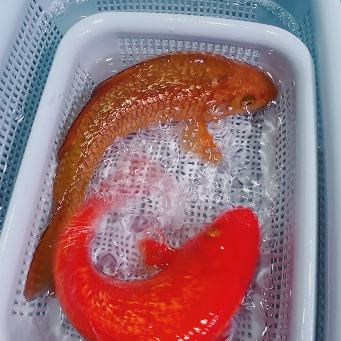 锦鲤锦鲤冷水鱼观赏