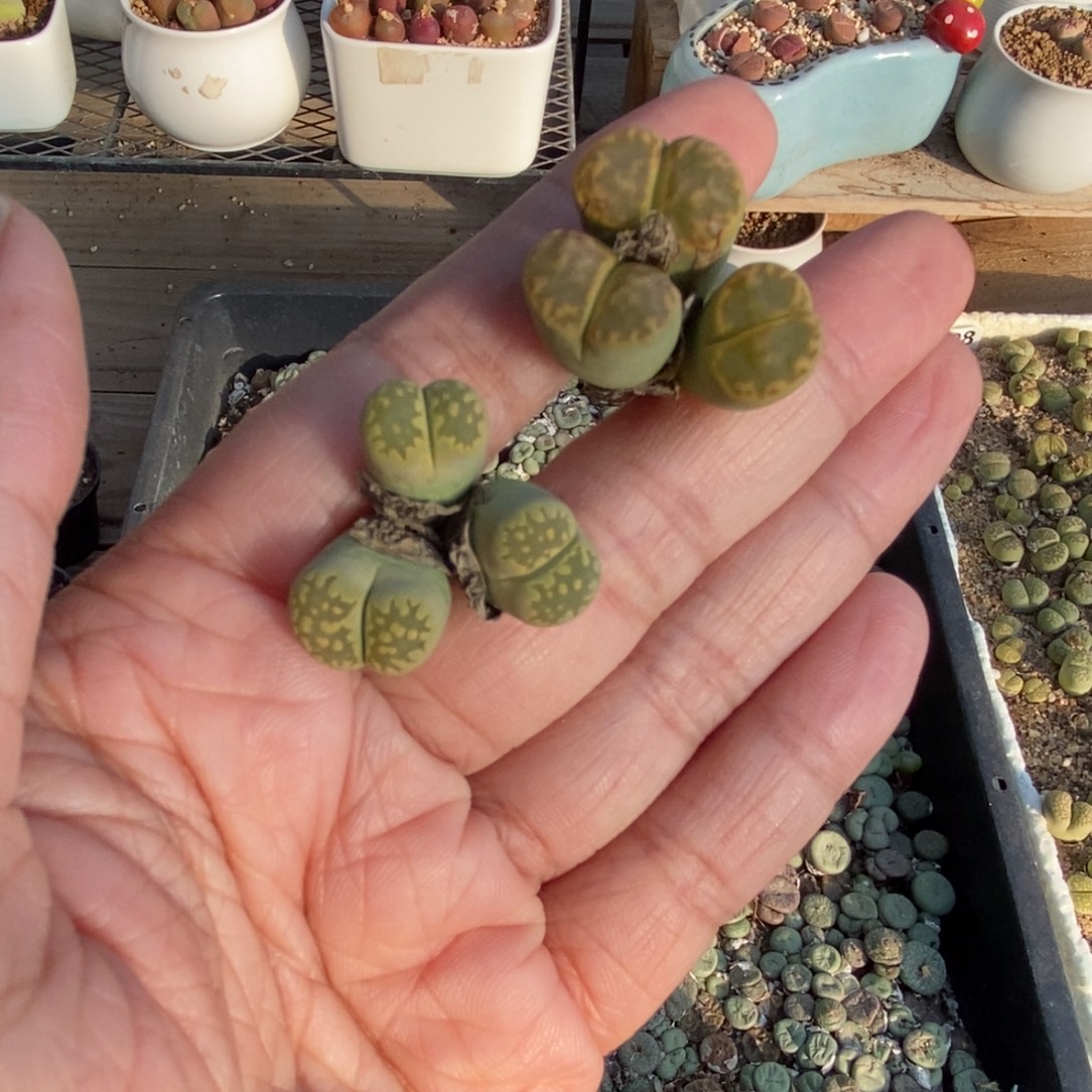 0331 两颗三头生石花