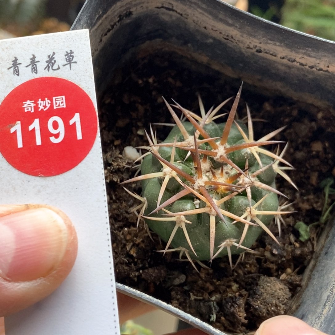 实生狂刺印加圆盘玉杂交3.3cm