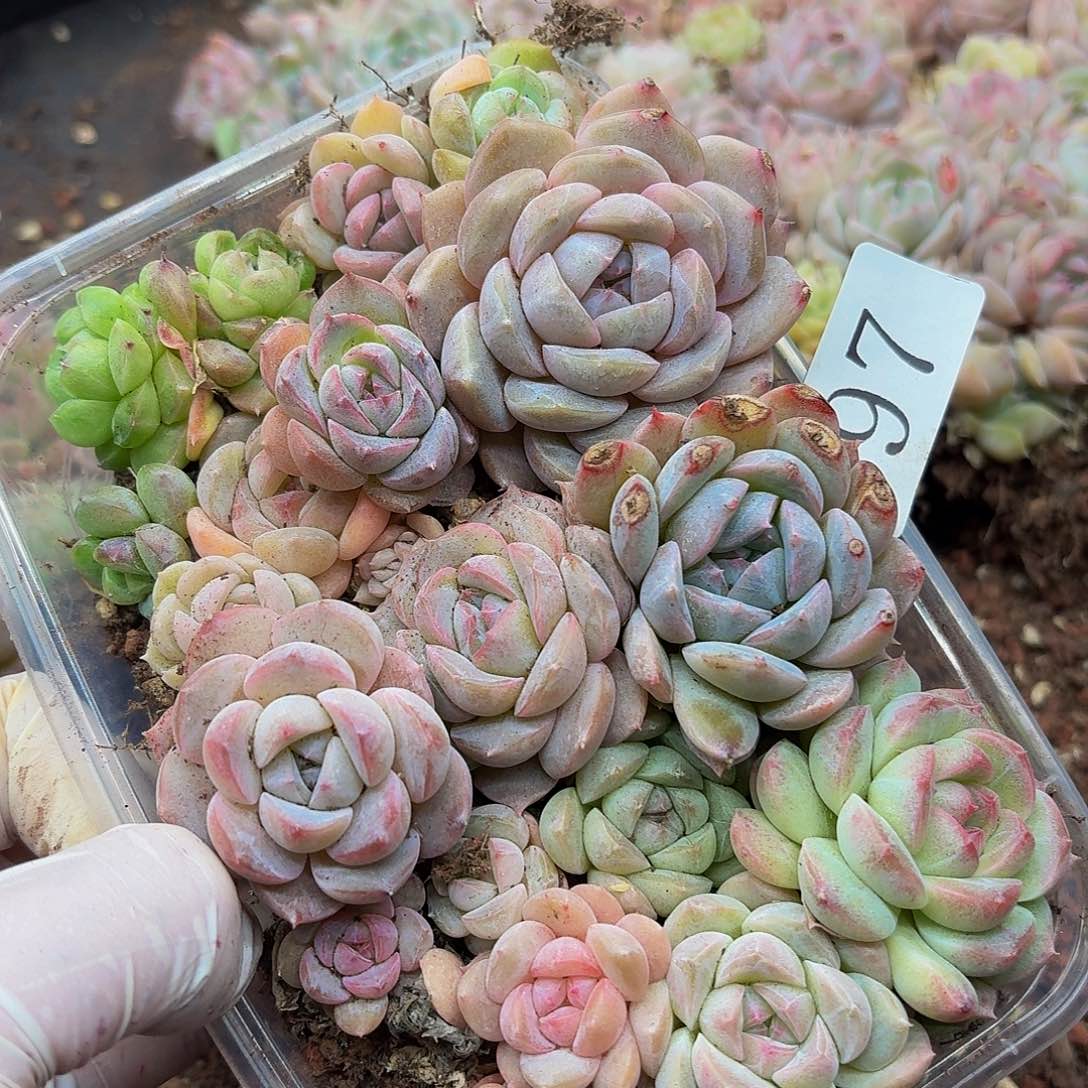 多头植物多肉植物697