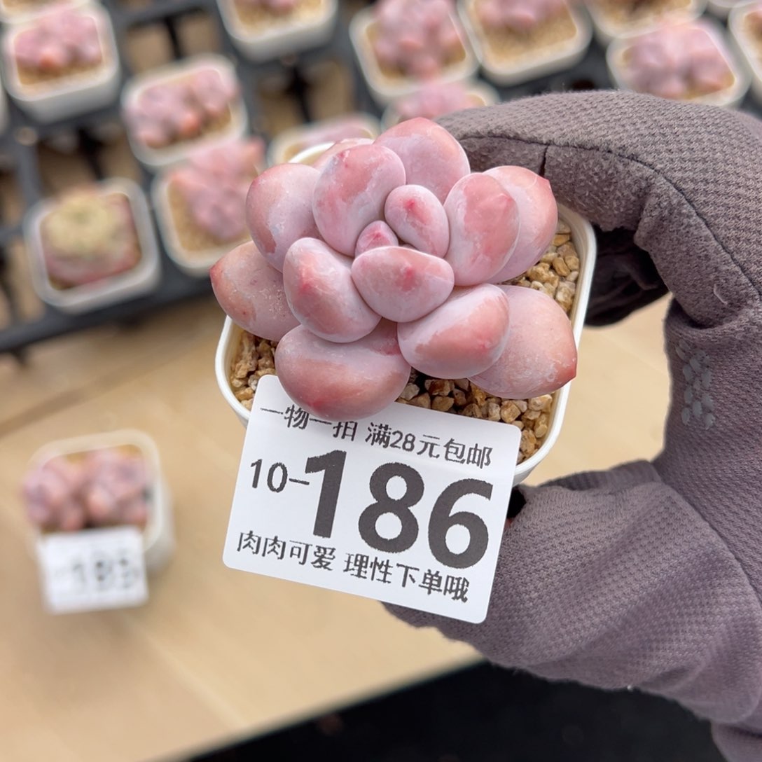 香水奶多肉多肉多肉多肉多肉多肉