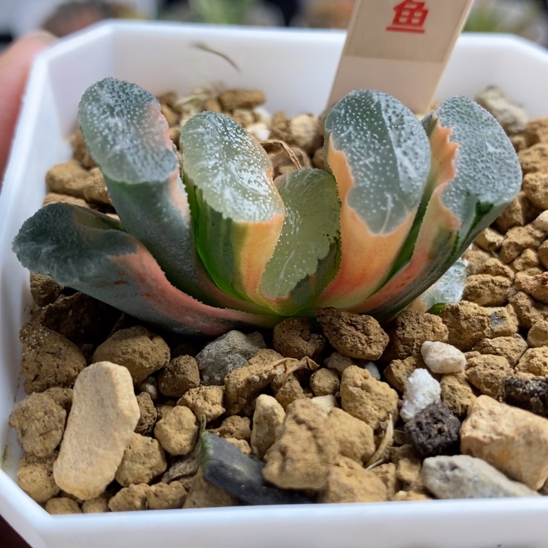 486糊斑大绳玉扇锦一物一拍