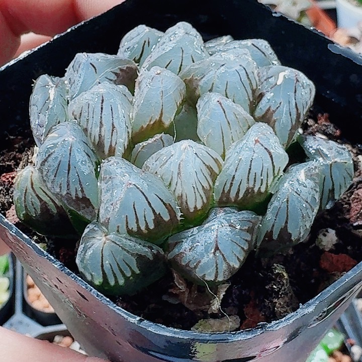 无花朵十二卷龙爪福利