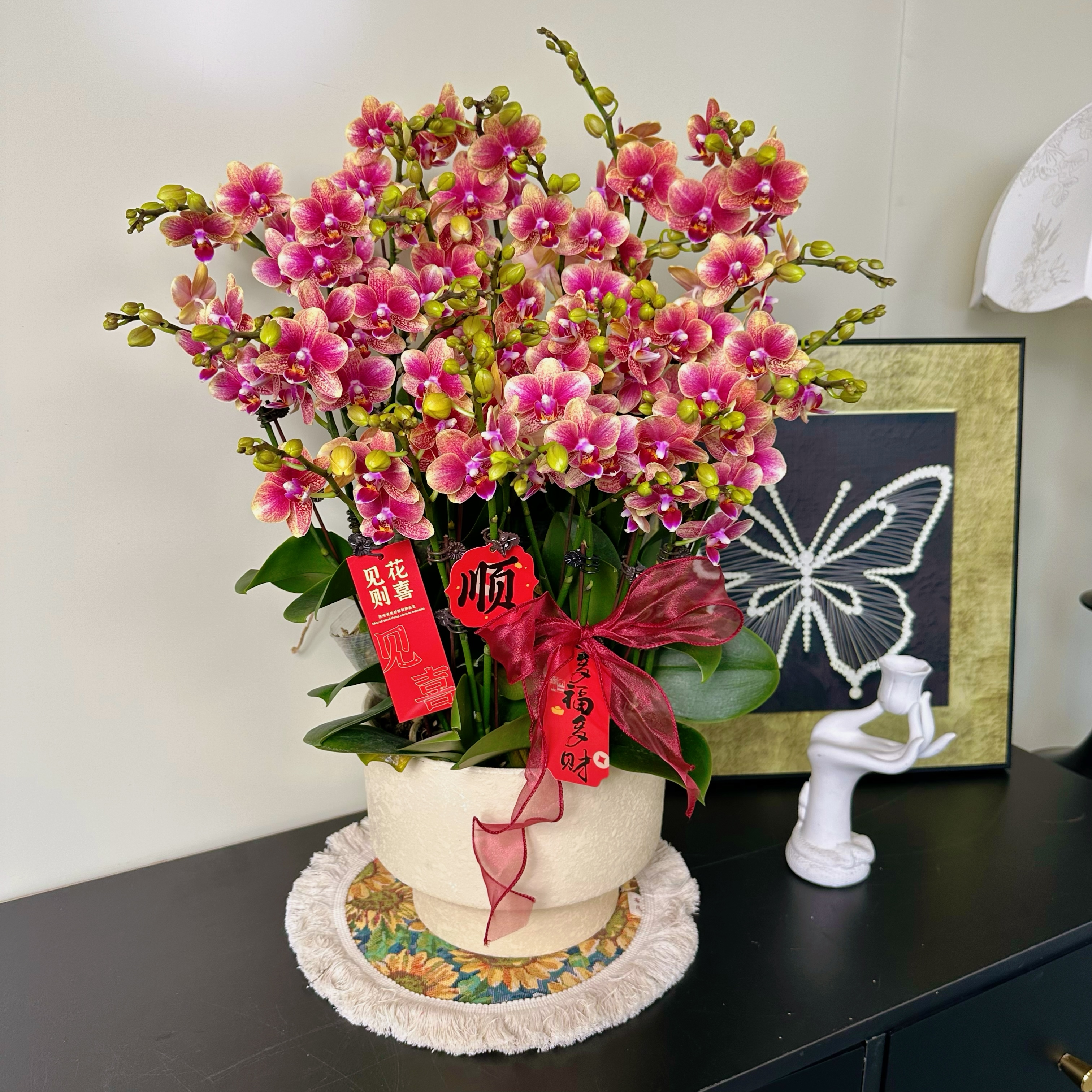 南汐蝴蝶兰【金蝶】年宵花乔 迁之喜 带花带花苞发货好养花期长4