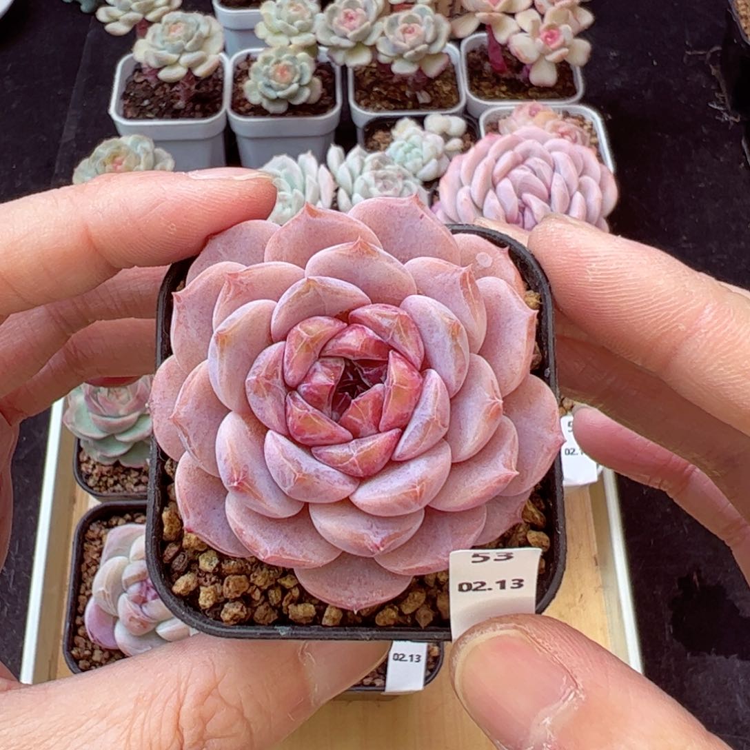 好看没名字53、哈哈哈哈