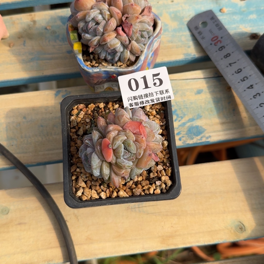 珈***节015石榴籽星影2颗6cm左右无砍