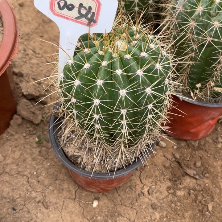 小*0054。毛花柱荣耀自花