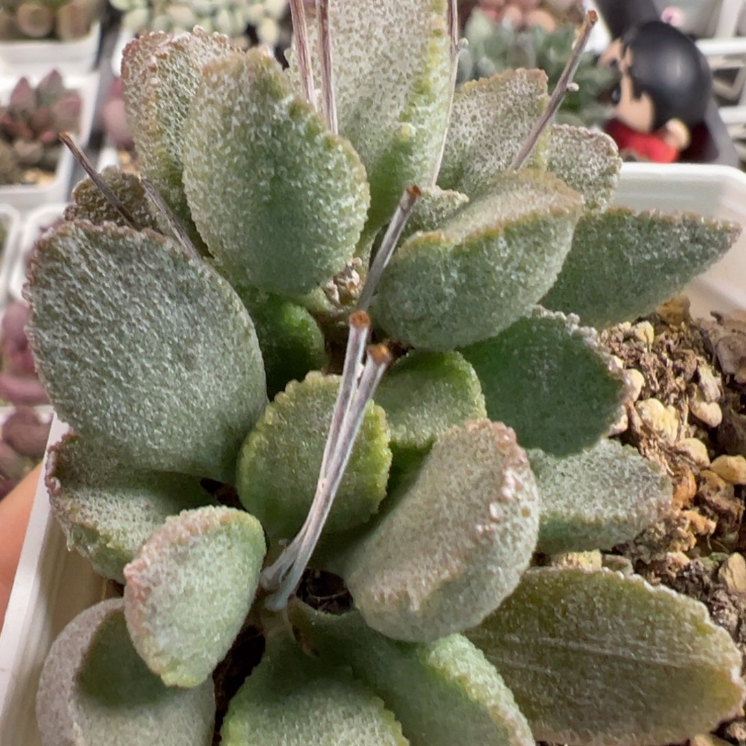 小贝壳多头纯木质桩多肉植物水泡