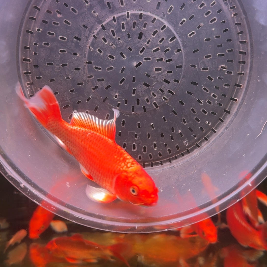 中国大陆红色蝴蝶鲤