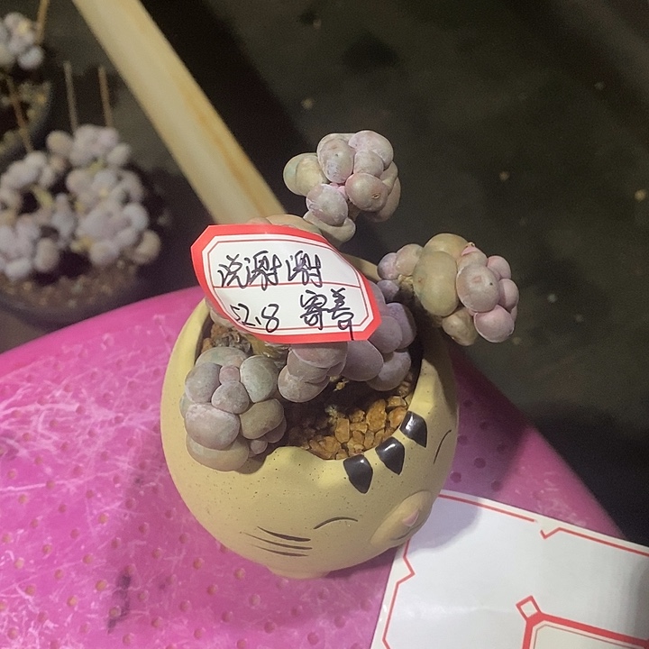 说***）胭脂精品多肉芭比奶