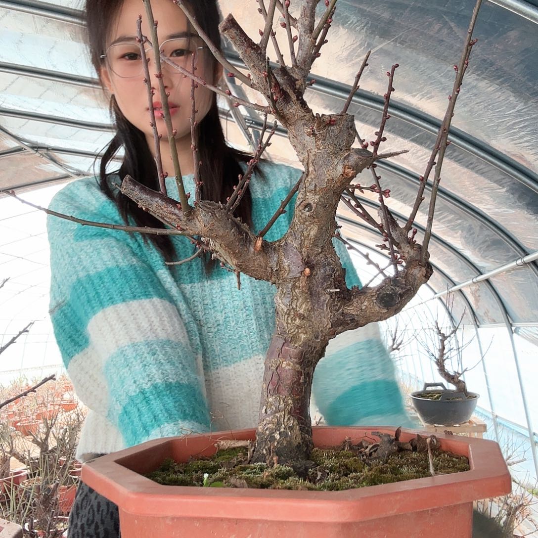 完全开放乌羽玉梅花