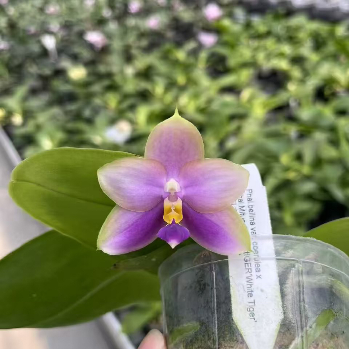 2.5寸蓝贝交弥陀白虎（花剑）