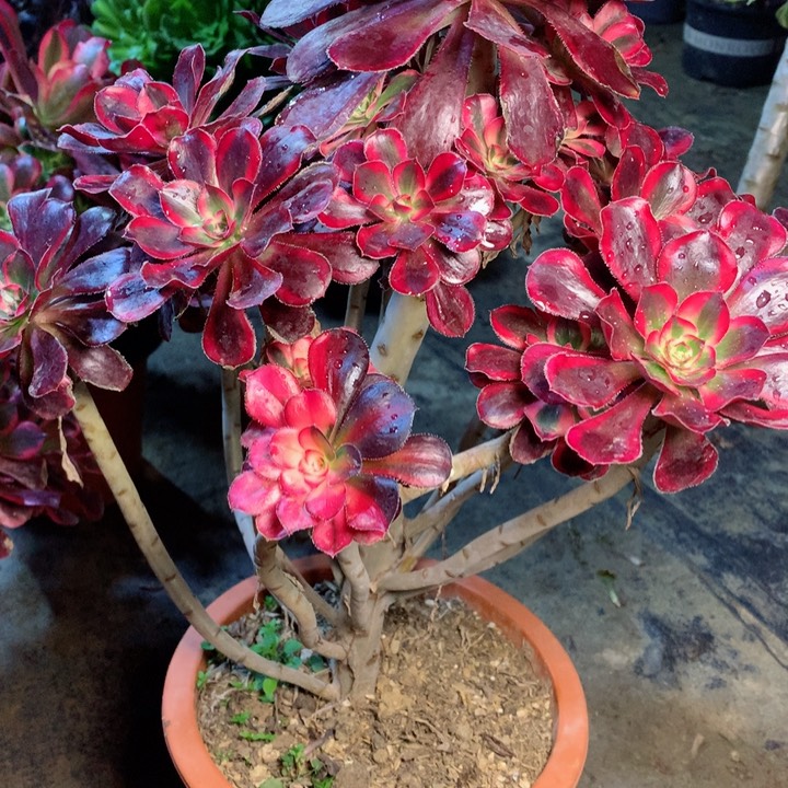 迷*99香奈儿多肉一物一拍