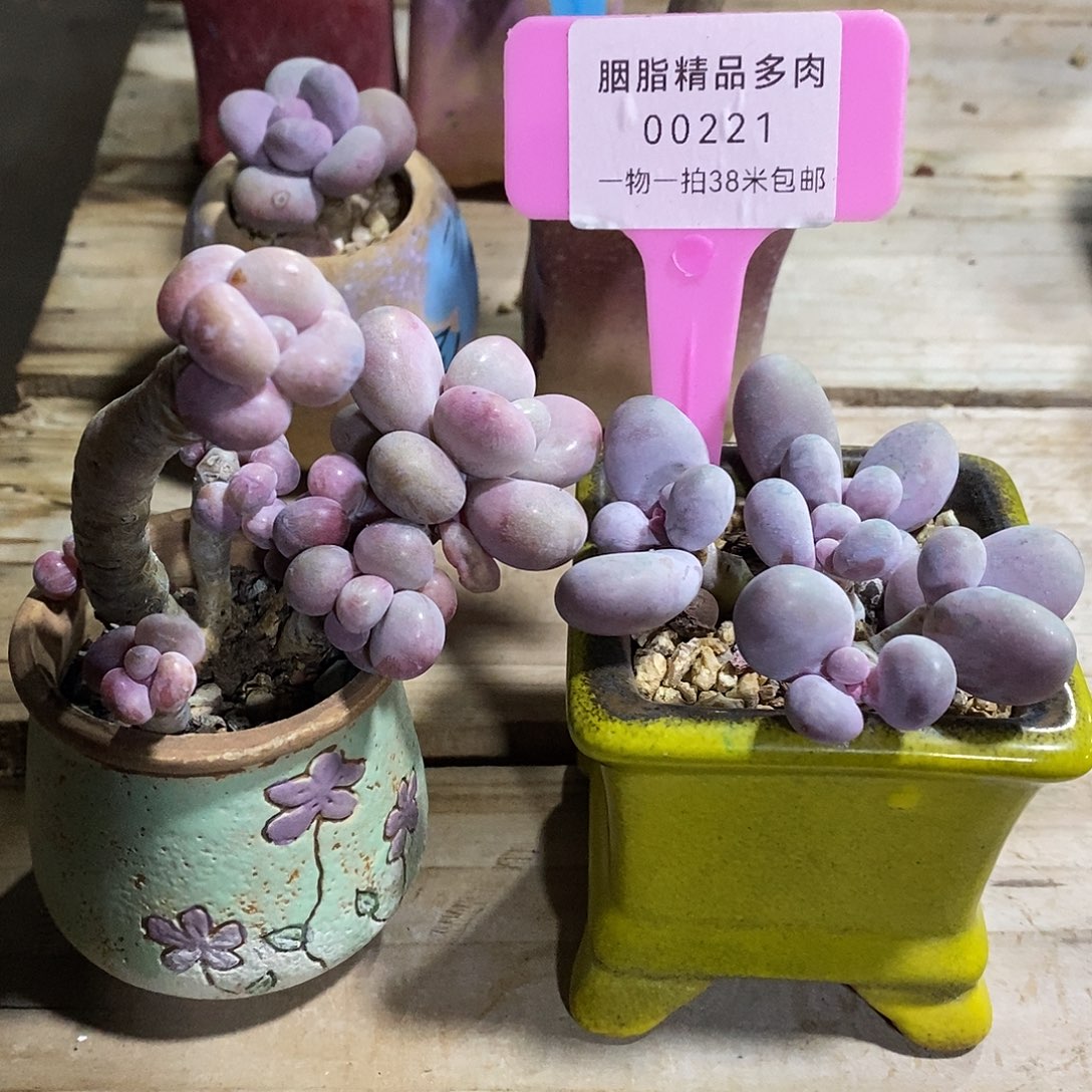 00221哈与Tom小雨咯偶