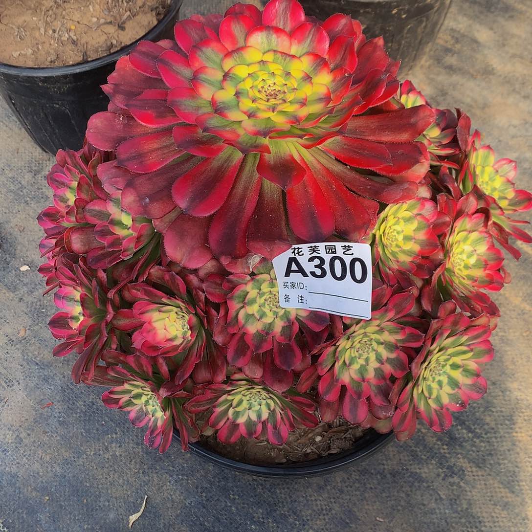 300多肉法师潘帕斯