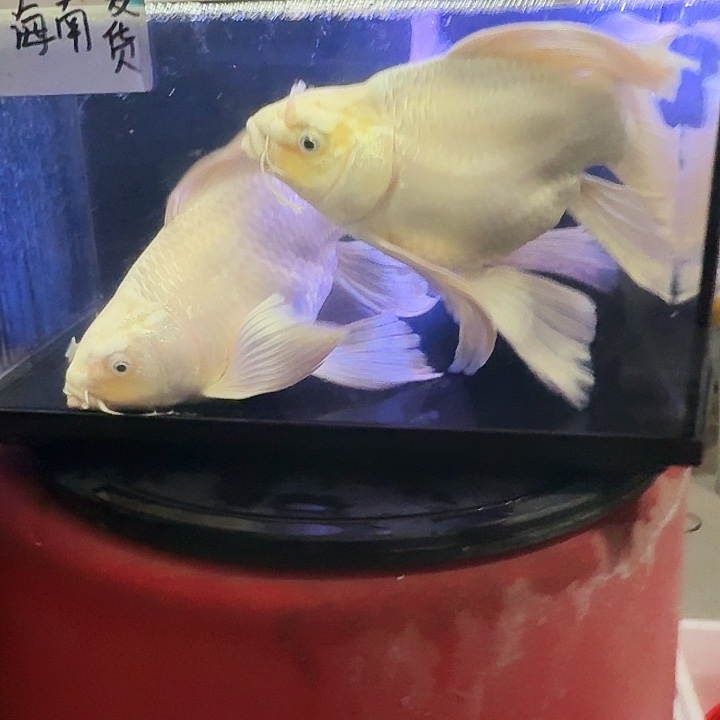 欧***艺海水鱼蝴蝶鲤98元