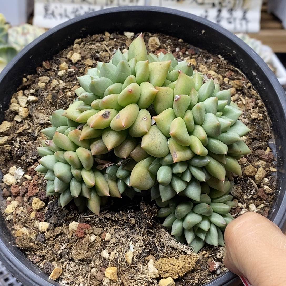 0382 大象牙自然群 需延时发货