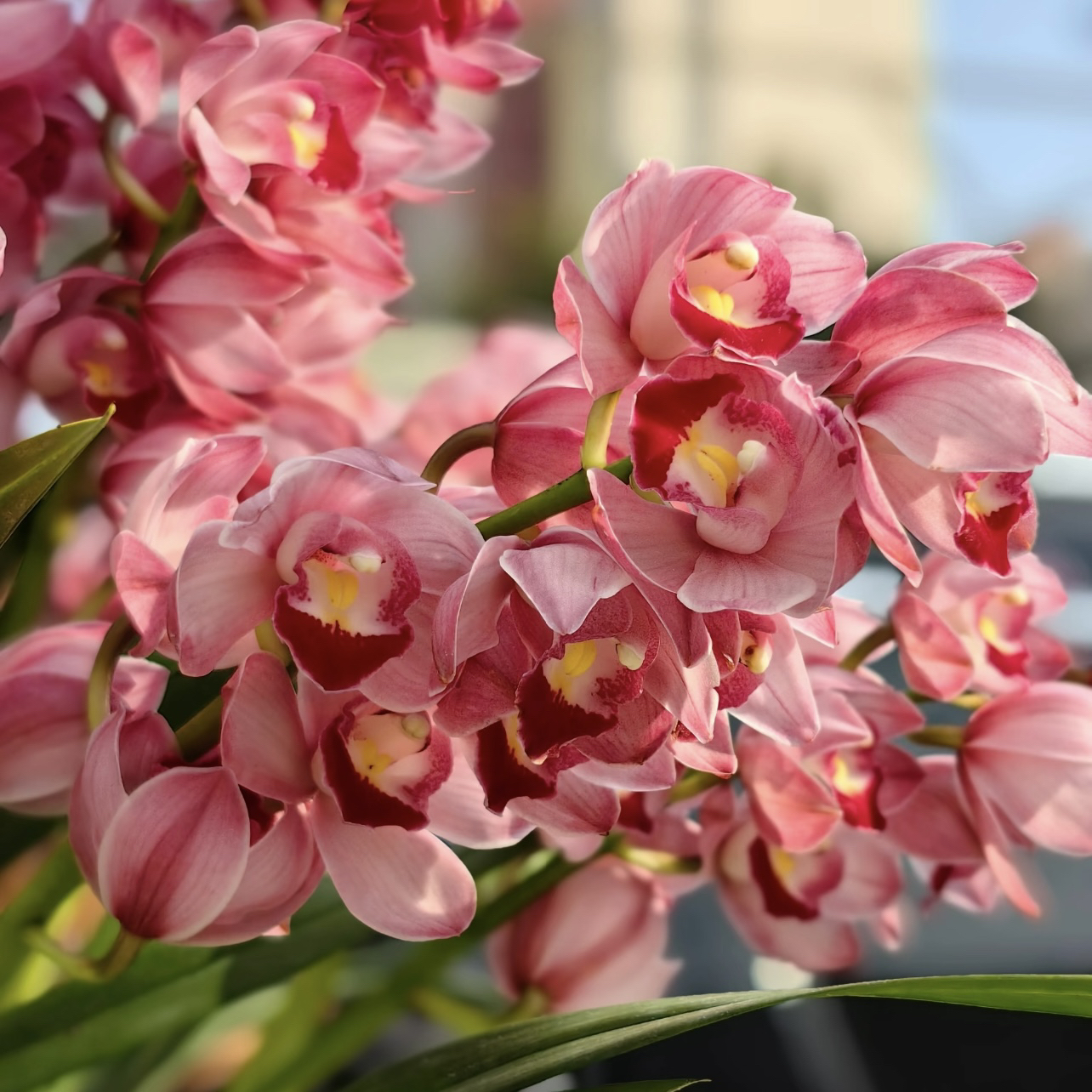 【四支花剑起】福星大花蕙兰室内外好养盆栽四季开花