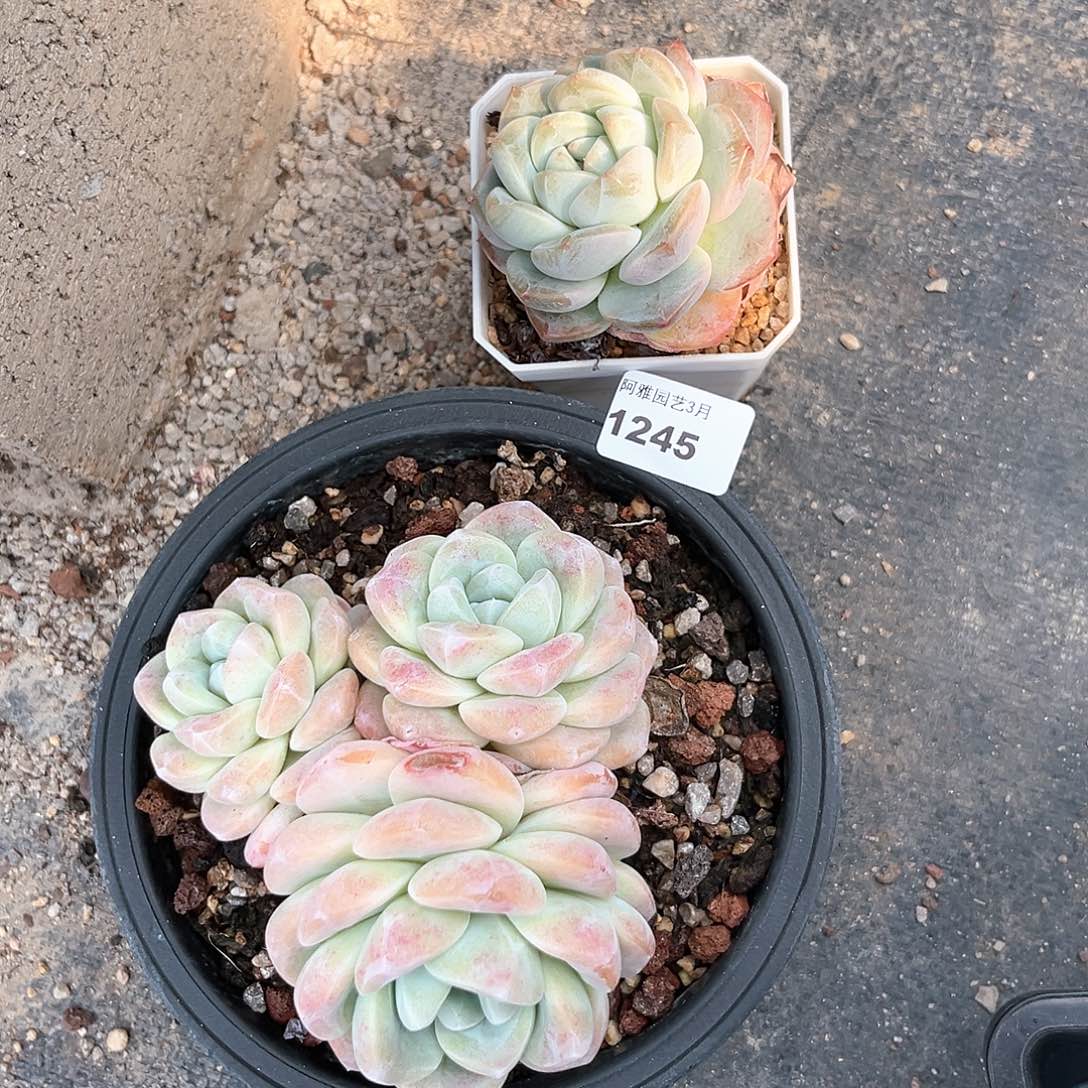 阿雅园艺。    1245