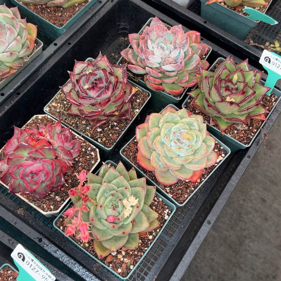 多肉一物一拍0127-96