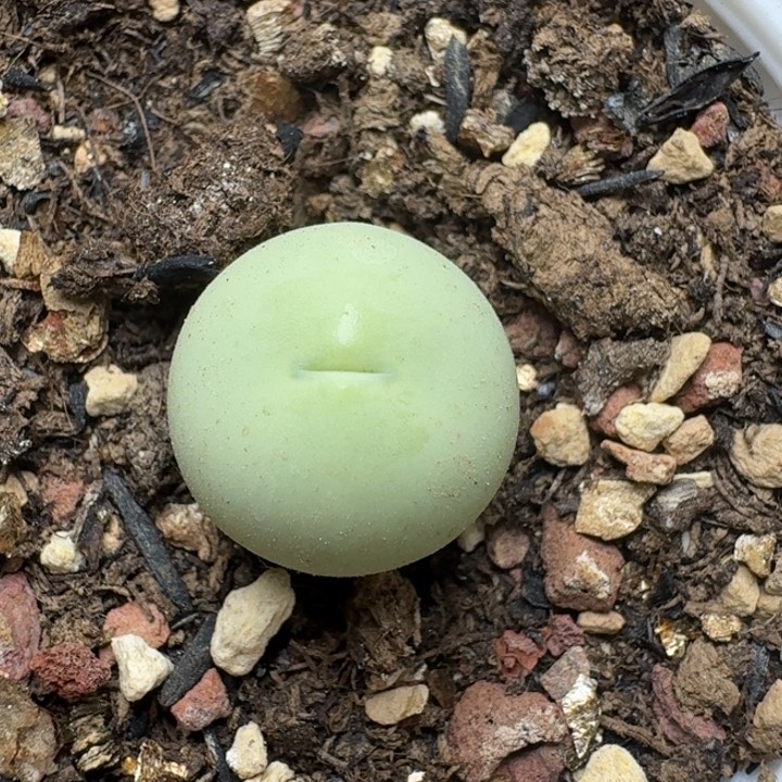 2372鸽子带588888888