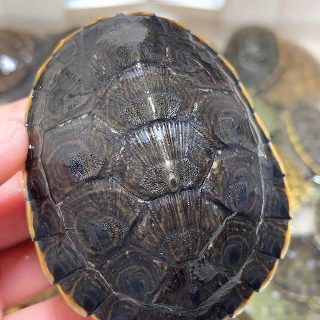 宠物龟不分公母8.0