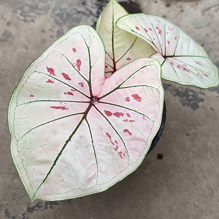 29-1204珠光草莓广东现货