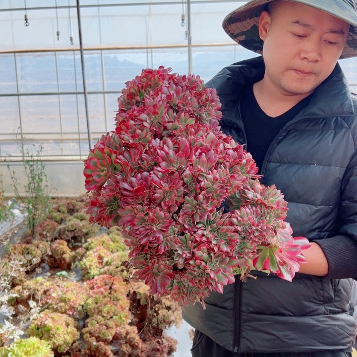 超大女郎朵朵醉话多肉法师1号